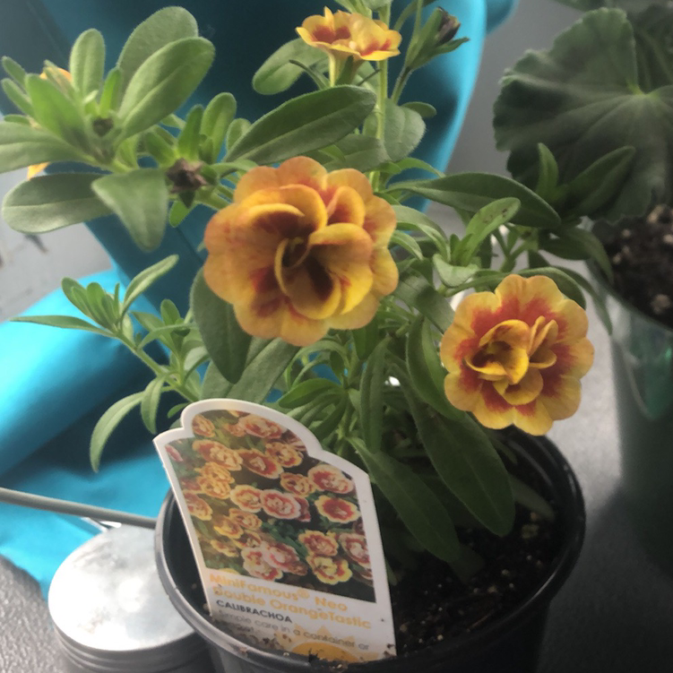 Photo of the plant species MiniFamous® Neo Double OrangeTastic Calibrachoa by Akira named Rainier on Greg, the plant care app