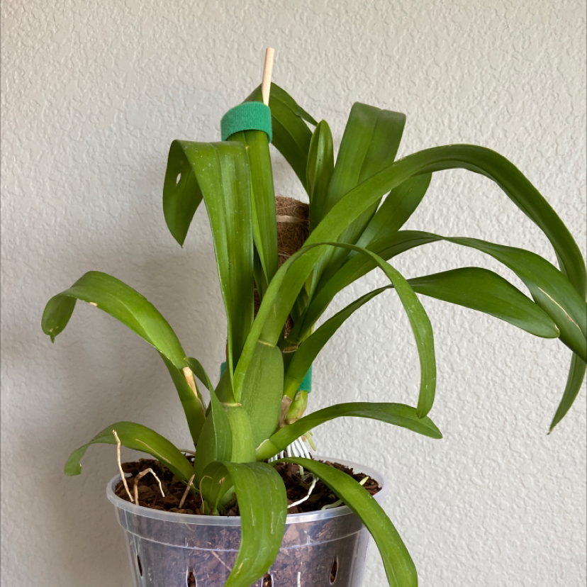Healthy Dancing-Lady Orchid in a clear pot with visible soil and vibrant green leaves.