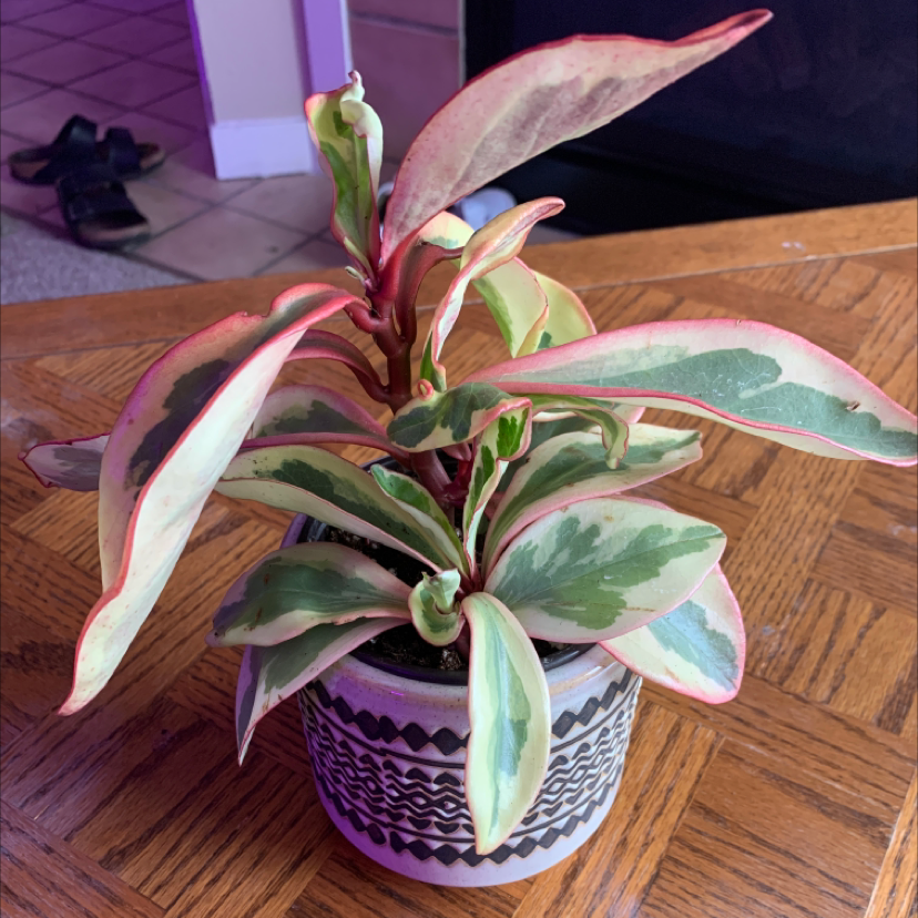 Photo of the plant species Jelly Plant by @olcoleman named Ginny Peperomia on Greg, the plant care app