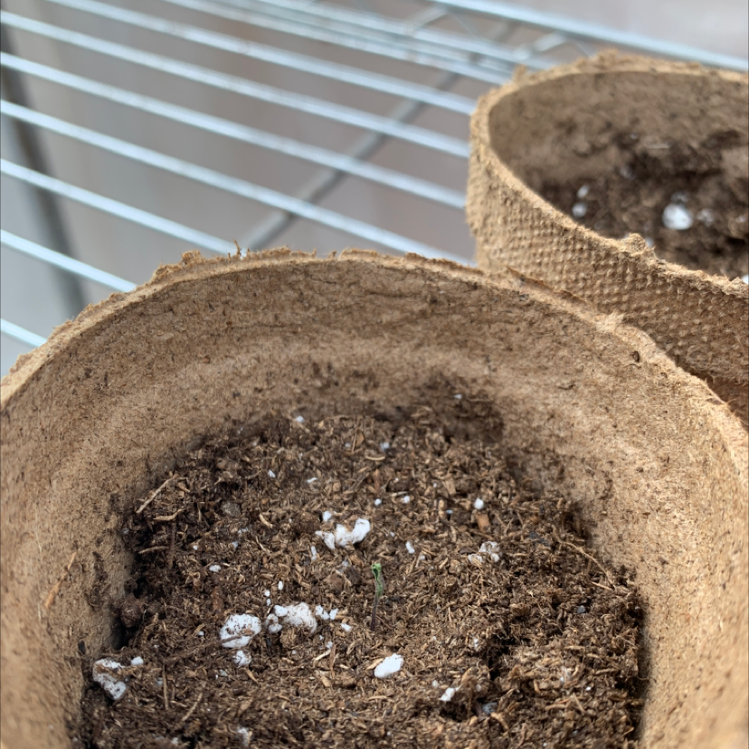 Photo of the plant species Big Rainbow Heirloom Tomato by Adeline named Rainboy Hierloom Tomatos on Greg, the plant care app