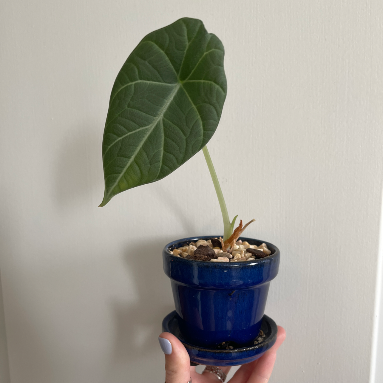 Alocasia 'Maharani' plant in a blue pot held by a hand, with a single large green leaf.
