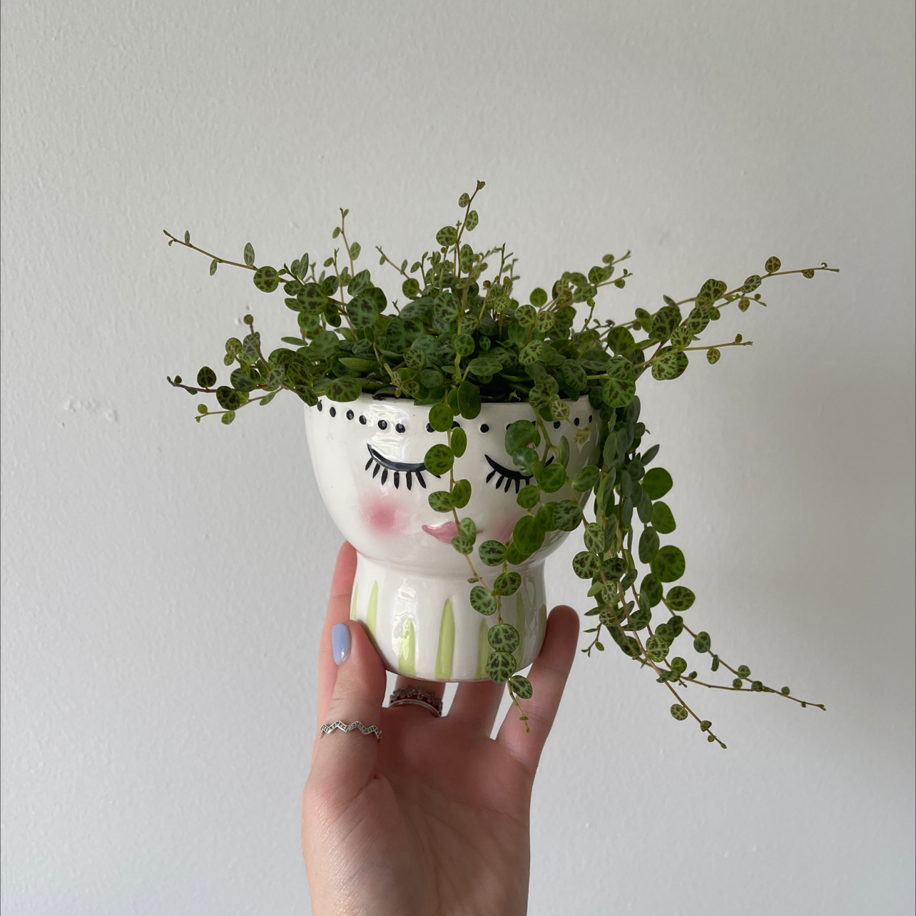 Photo of the plant species Roundleaf Cancerwort by @Breezywesst named String Of Turtles on Greg, the plant care app