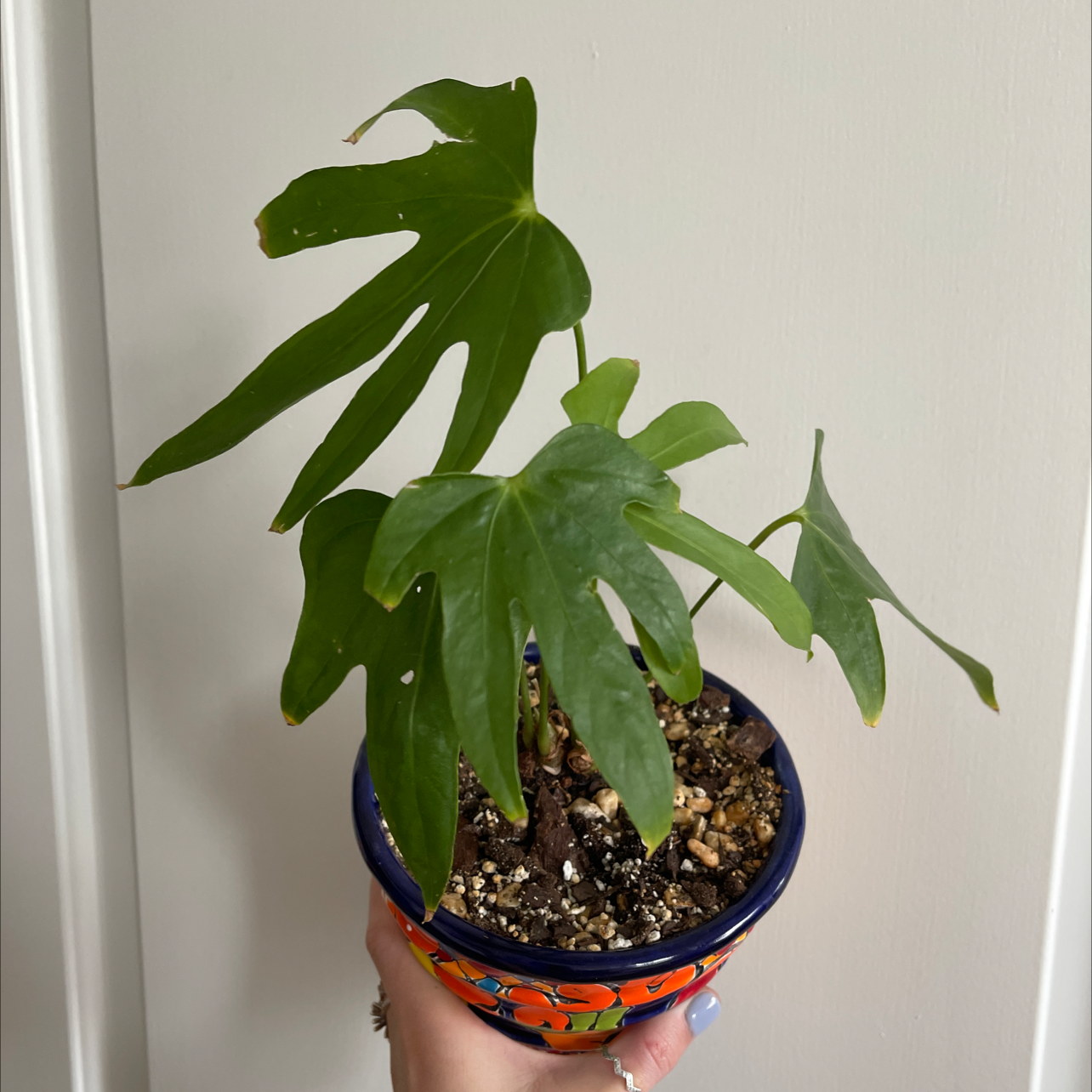Healthy Fatsia plant in a colorful pot with visible soil, held by a hand.