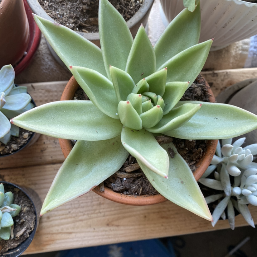 Lipstick Echeveria succulent in a terracotta pot with healthy green leaves.