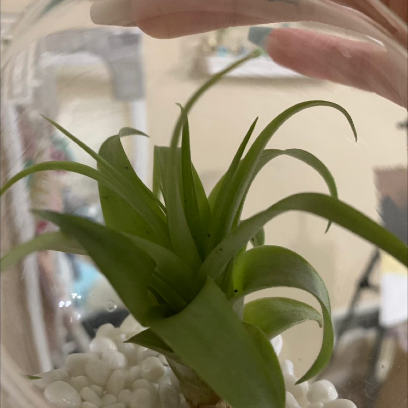 Bulbosa Air Plant in a glass container with white pebbles, appears healthy.
