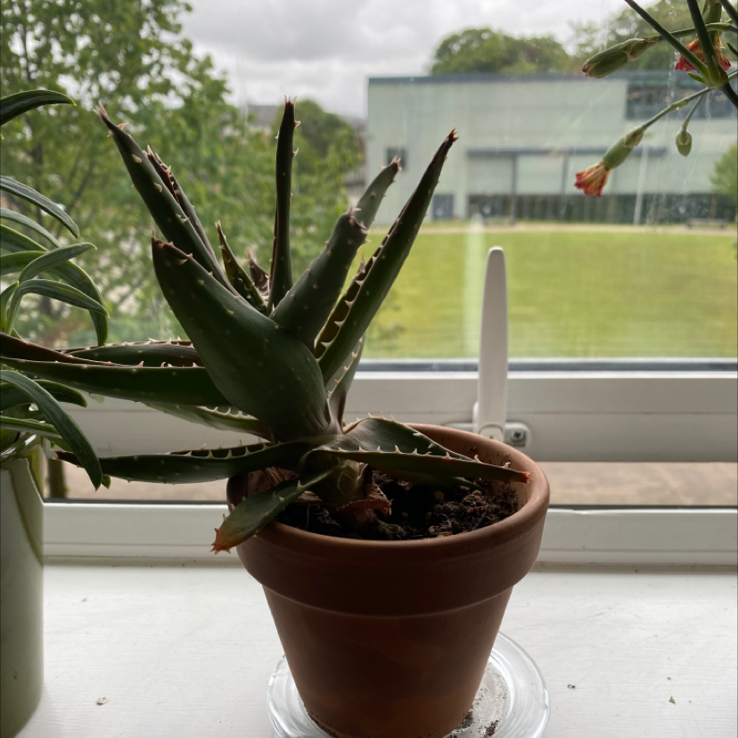 Aloe vera plant photo by @Gracedavidson named Bohdi on Greg, the plant care app.