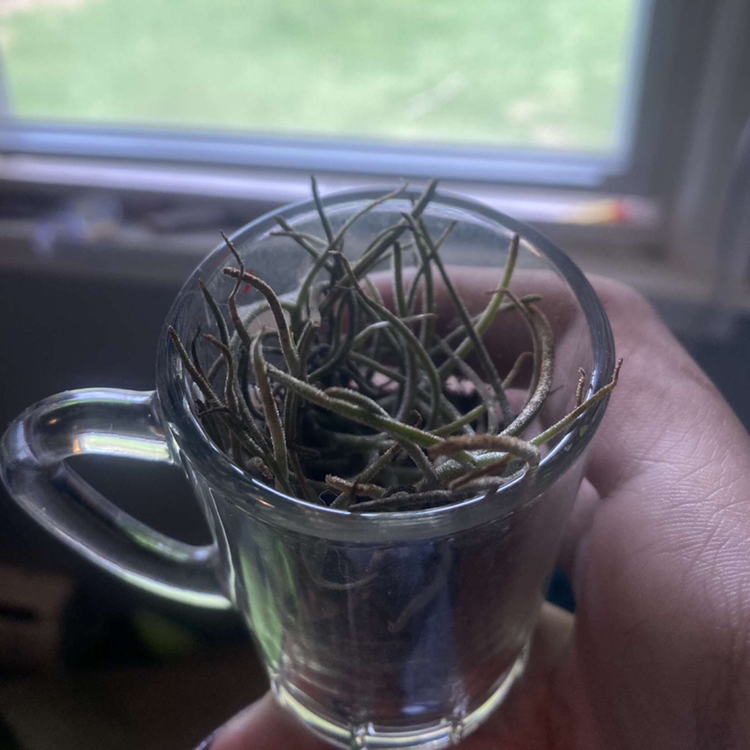 Small Ballmoss plant photo by @kennedykookie17 named jerry on Greg, the plant care app.