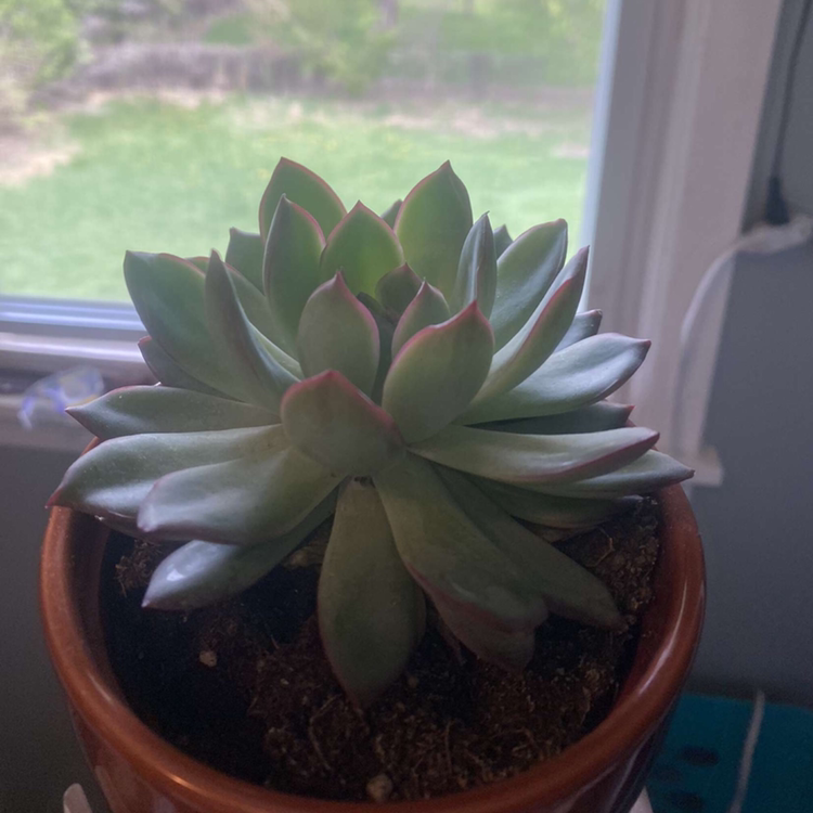 Lipstick Echeveria plant photo by @kennedykookie17 named scarlett on Greg, the plant care app.