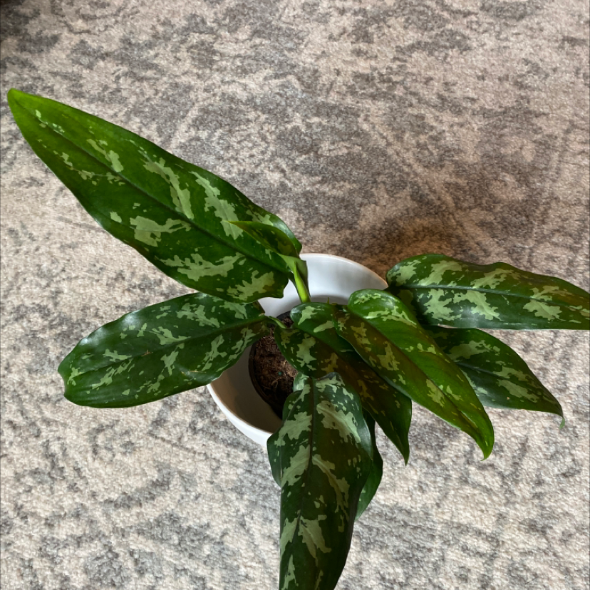 Photo of the plant species Chinese Evergreen by @Cmcconnachie named Aglaonema on Greg, the plant care app