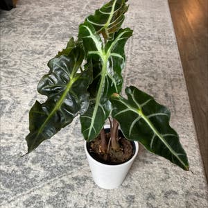 Alocasia Polly Plant plant photo by @Cmcconnachie named Alocasia Polly on Greg, the plant care app.