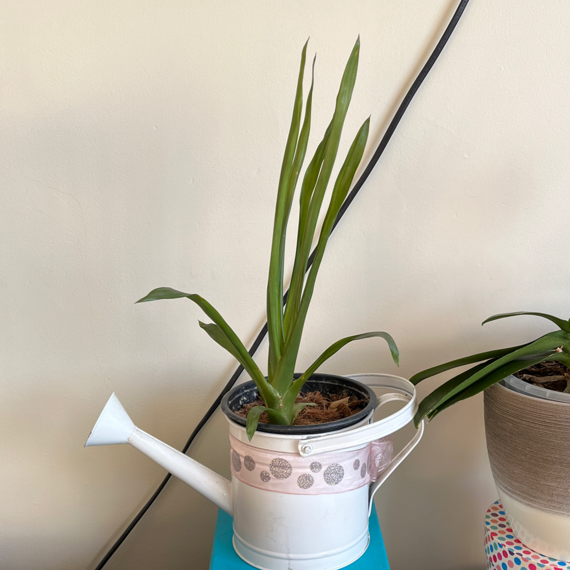 Bromeliad plant in a decorative watering can planter, healthy green leaves.