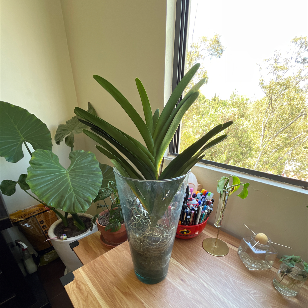 Vanda orchid in a glass vase with visible roots, placed on a wooden table near a window.