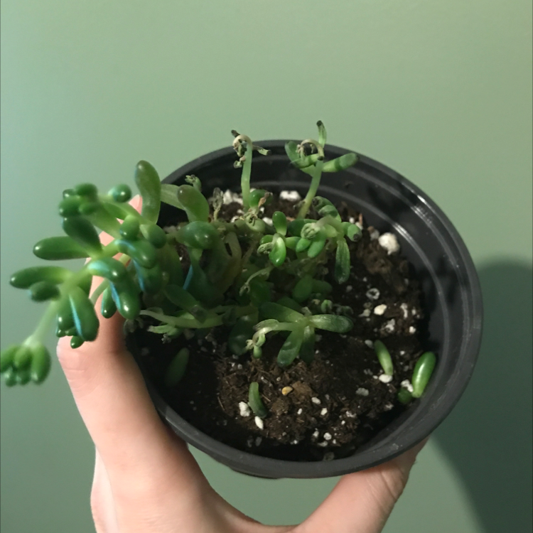 A hand holding a healthy Moss Rose Purselane succulent plant with vibrant green leaves in a black plastic pot.