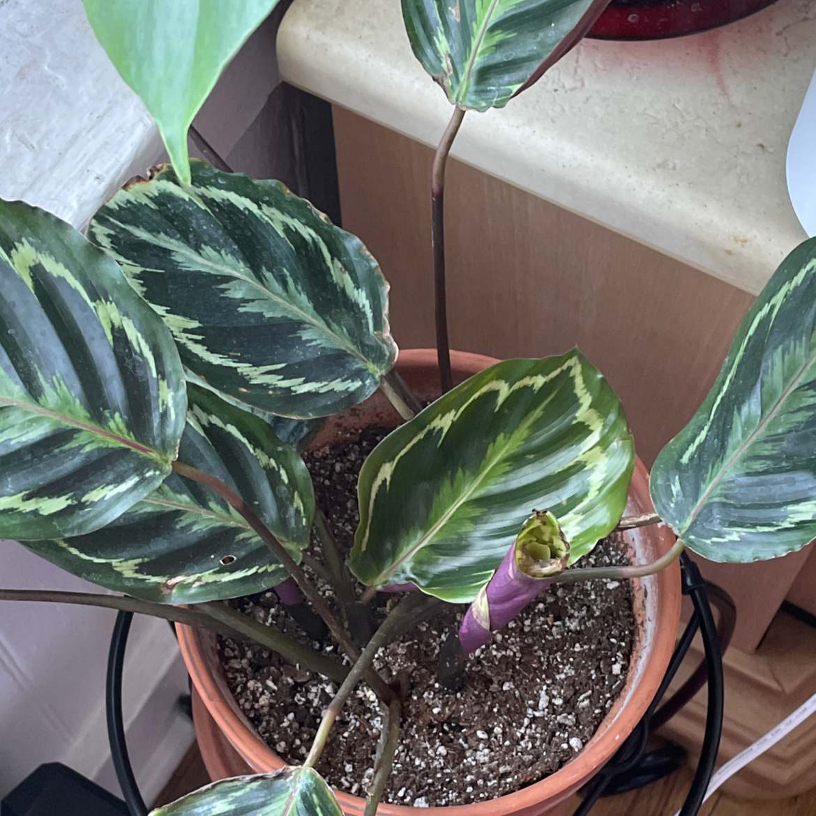 Calathea 'Medallion' plant in a pot with variegated leaves, some browning at the edges.