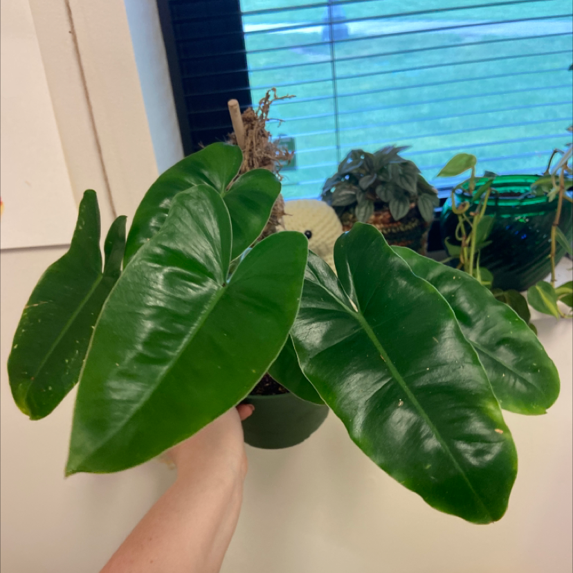 Burle Marx plant with large, glossy green leaves held by a hand, other plants and a window in the background.