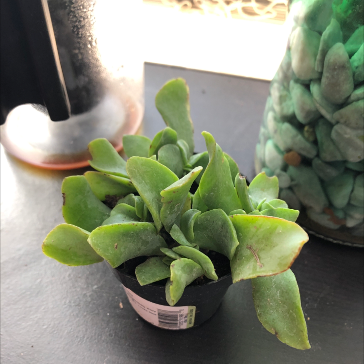 Silver Dollar Plant plant photo by @alexVSLand named Cris Blitzer on Greg, the plant care app.