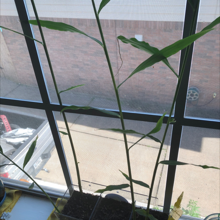 Ginger Root plant photo by @alexVSLand named Green Ginger on Greg, the plant care app.