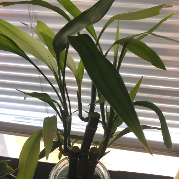 Lucky Bamboo plant photo by @alexVSLand named Gobi on Greg, the plant care app.