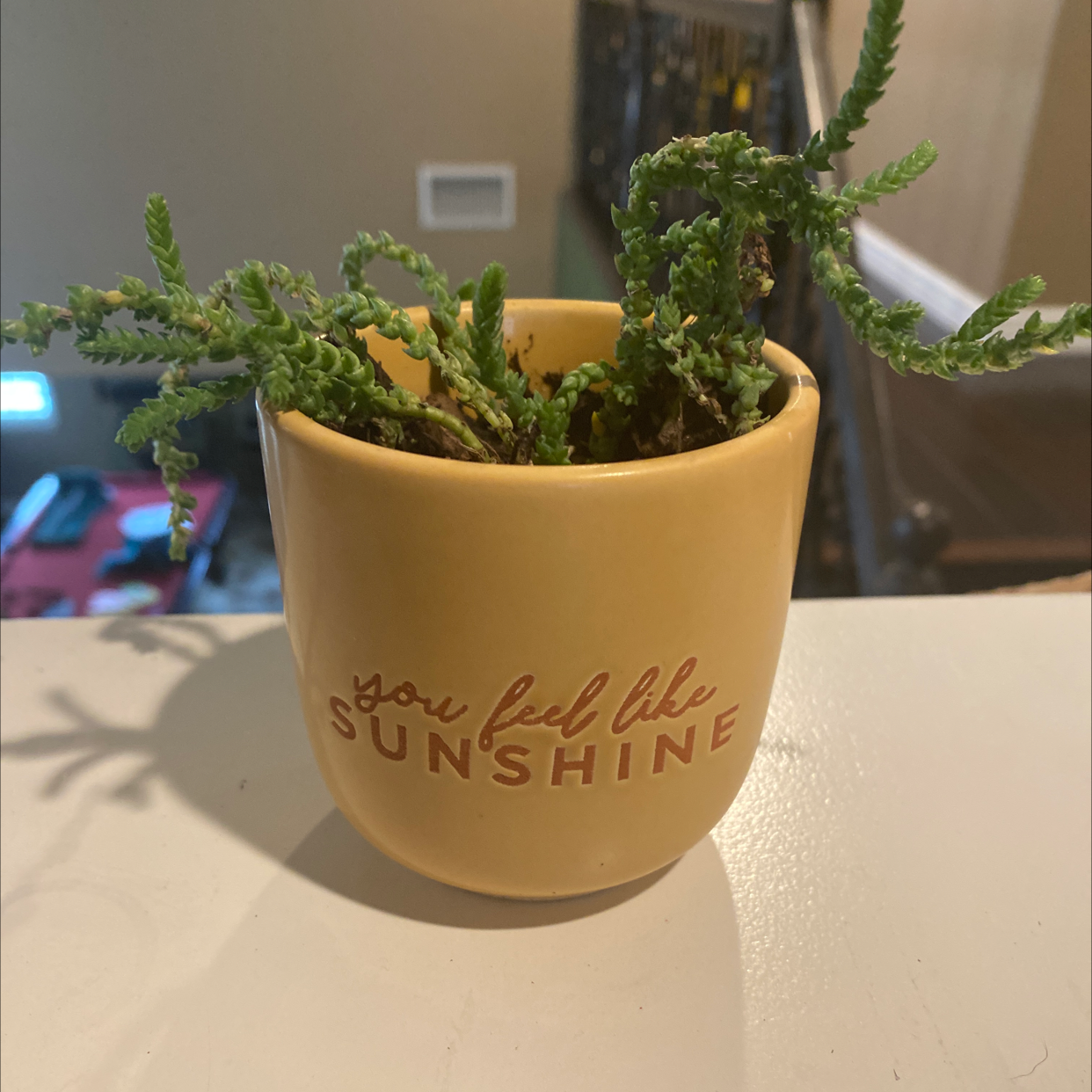 Rattail Crassula plant in a yellow pot with the text 'you feel like SUNSHINE'.