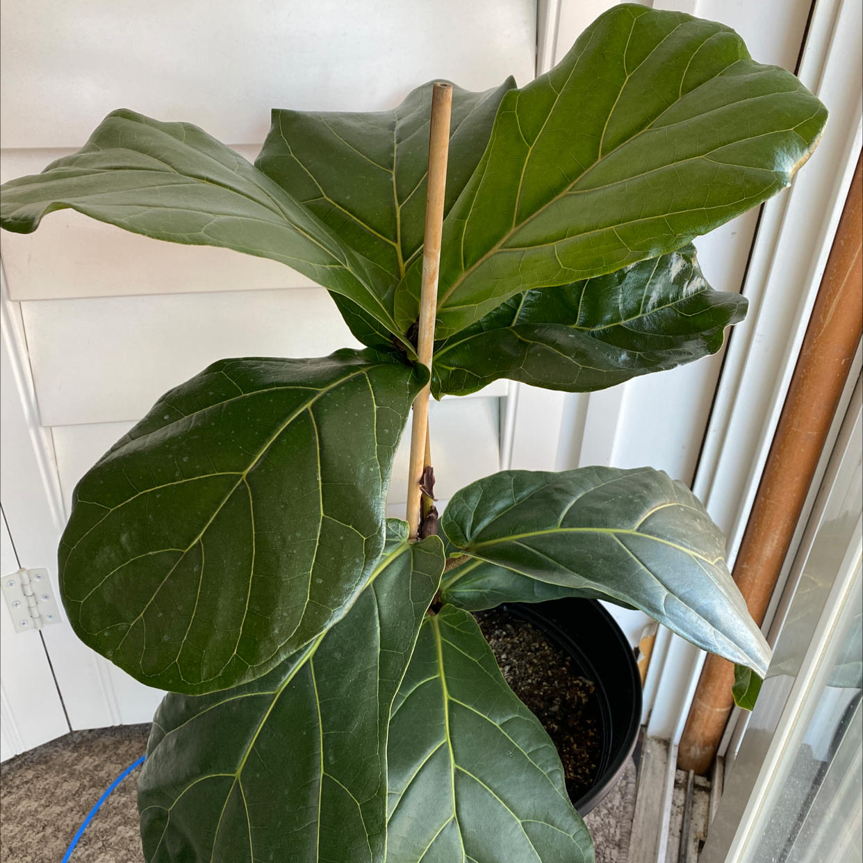 Fiddle Leaf Fig plant photo by @KarenG named Ferb on Greg, the plant care app.