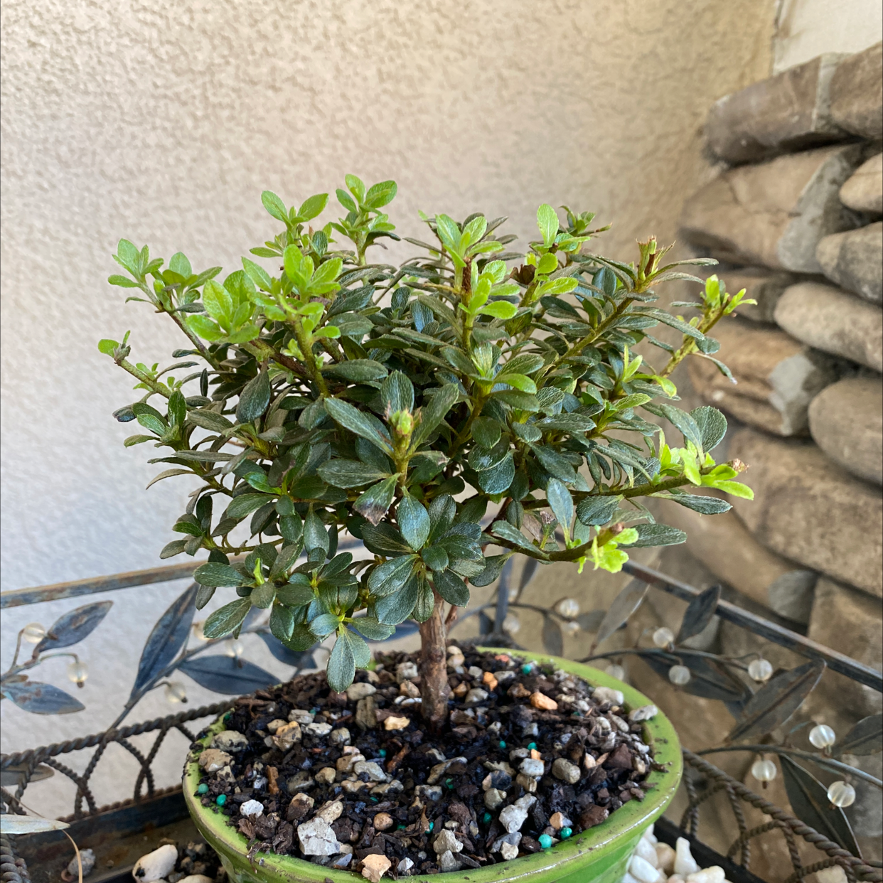 A healthy Alpenrose plant in a green pot with visible soil and green leaves.