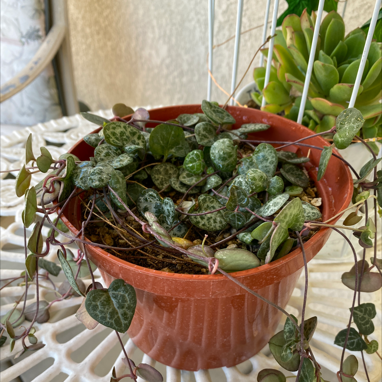 Potted String of Hearts plant with trailing vines and heart-shaped leaves.