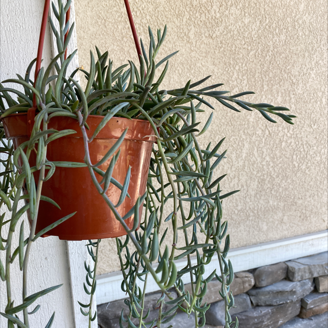 Healthy String of Bananas plant in a terracotta pot, with long trailing stems covered in banana-shaped green leaves.