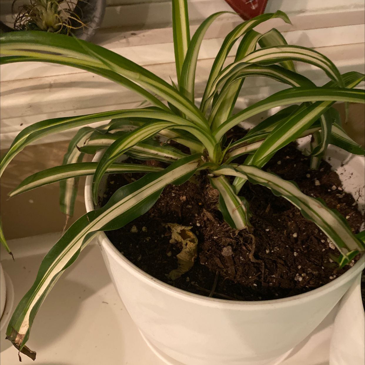 Spider Plant plant photo by @KarenG named Peter Parker on Greg, the plant care app.
