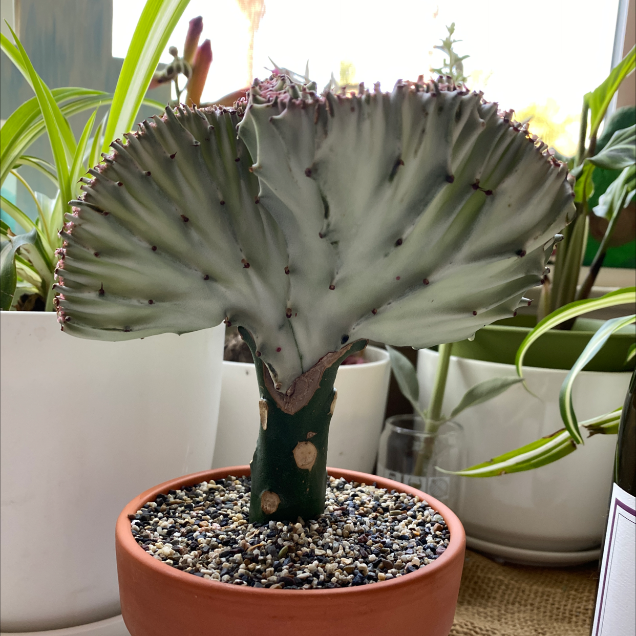 Candelabra Cactus in a pot with well-draining soil, healthy and well-framed.