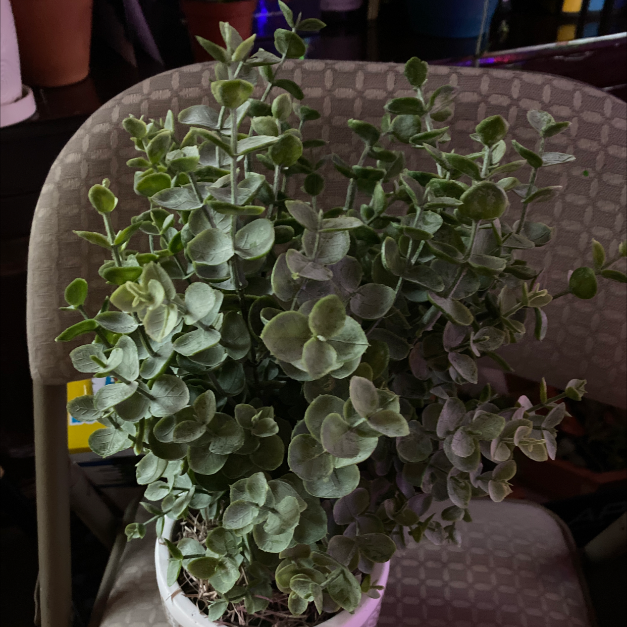Healthy, lush Creeping Inch Plant with dense green foliage and trailing stems, well-framed photo.
