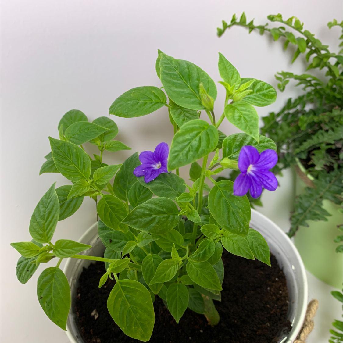 Photo of the plant species Philippine Violet by @Babyplantgirl named Endless illumination on Greg, the plant care app
