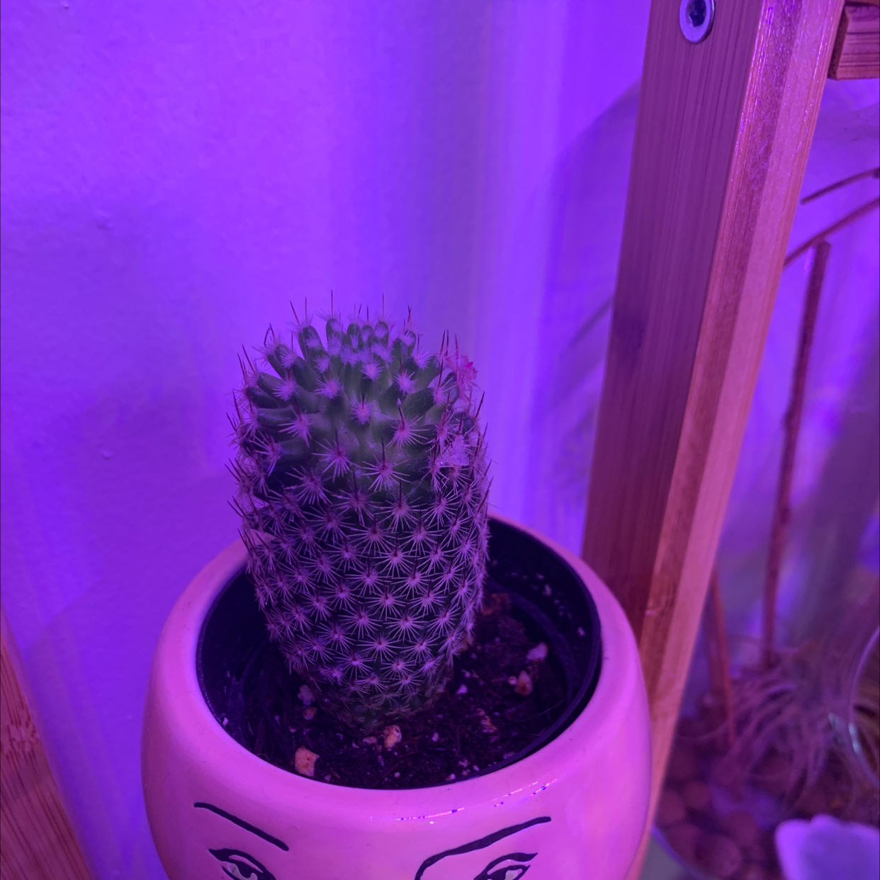 Arizona Rainbow Cactus in a pot with a face design under purple lighting.