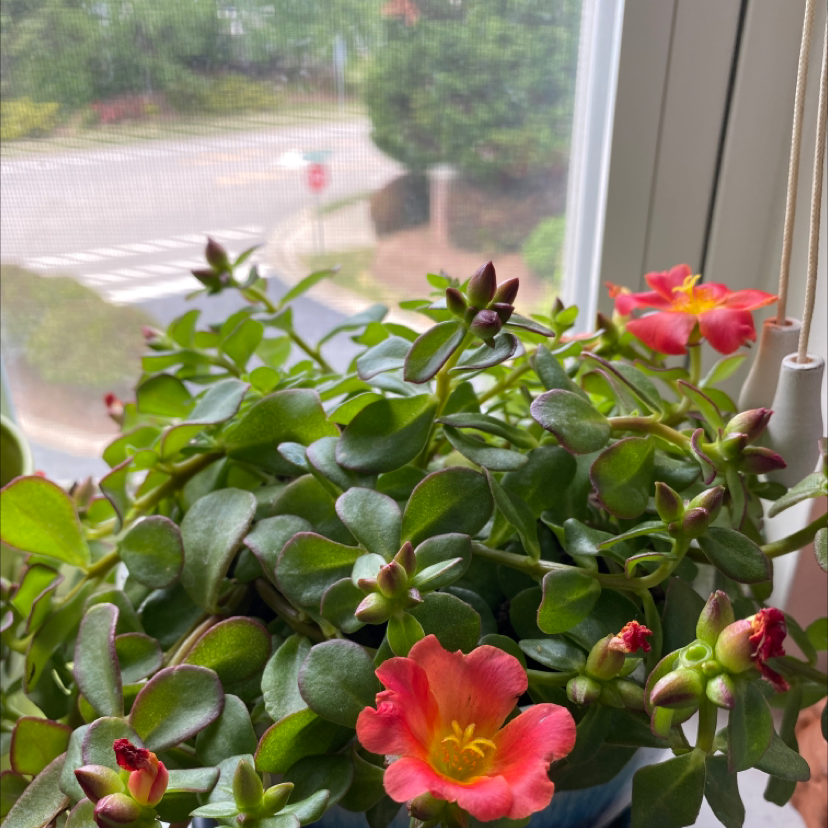 Wingpod Purslane plant with vibrant green leaves and blooming flowers near a window.