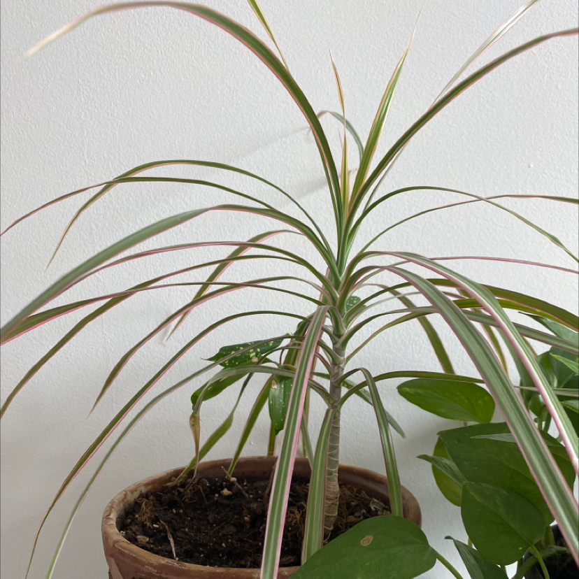 Healthy potted Song of India plant with green and white striped leaves, no signs of discoloration or disease.