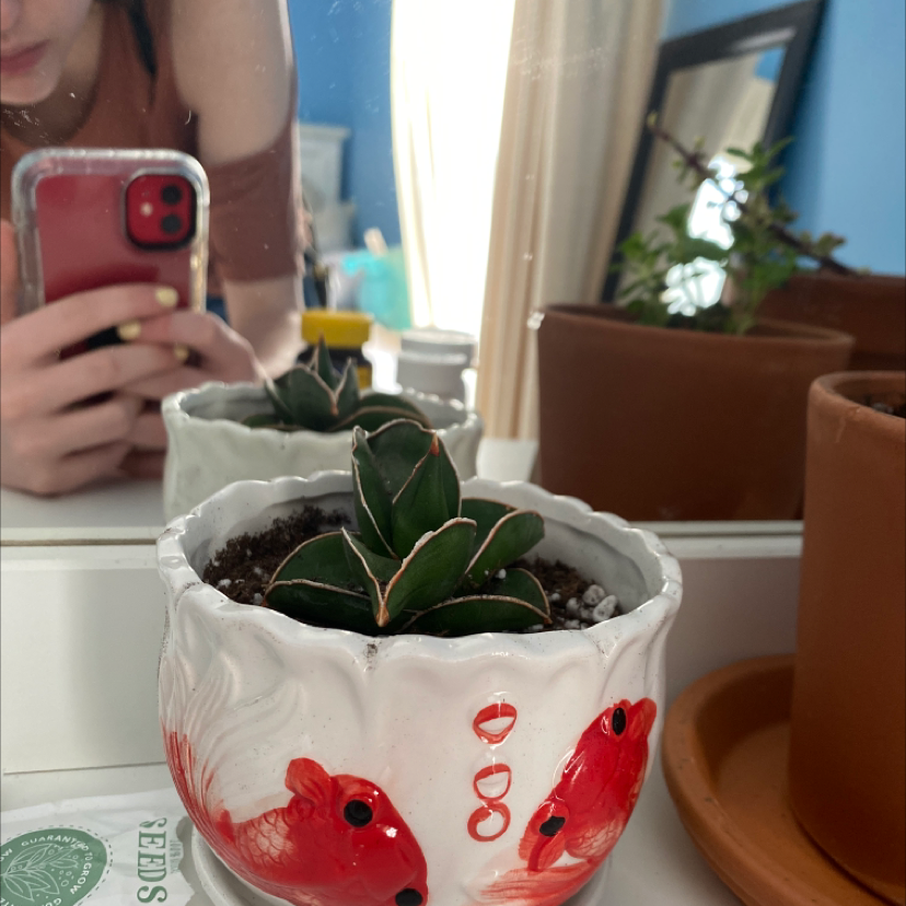 Photo of the plant species Queen Victoria Agave by @sophtank named Henry on Greg, the plant care app