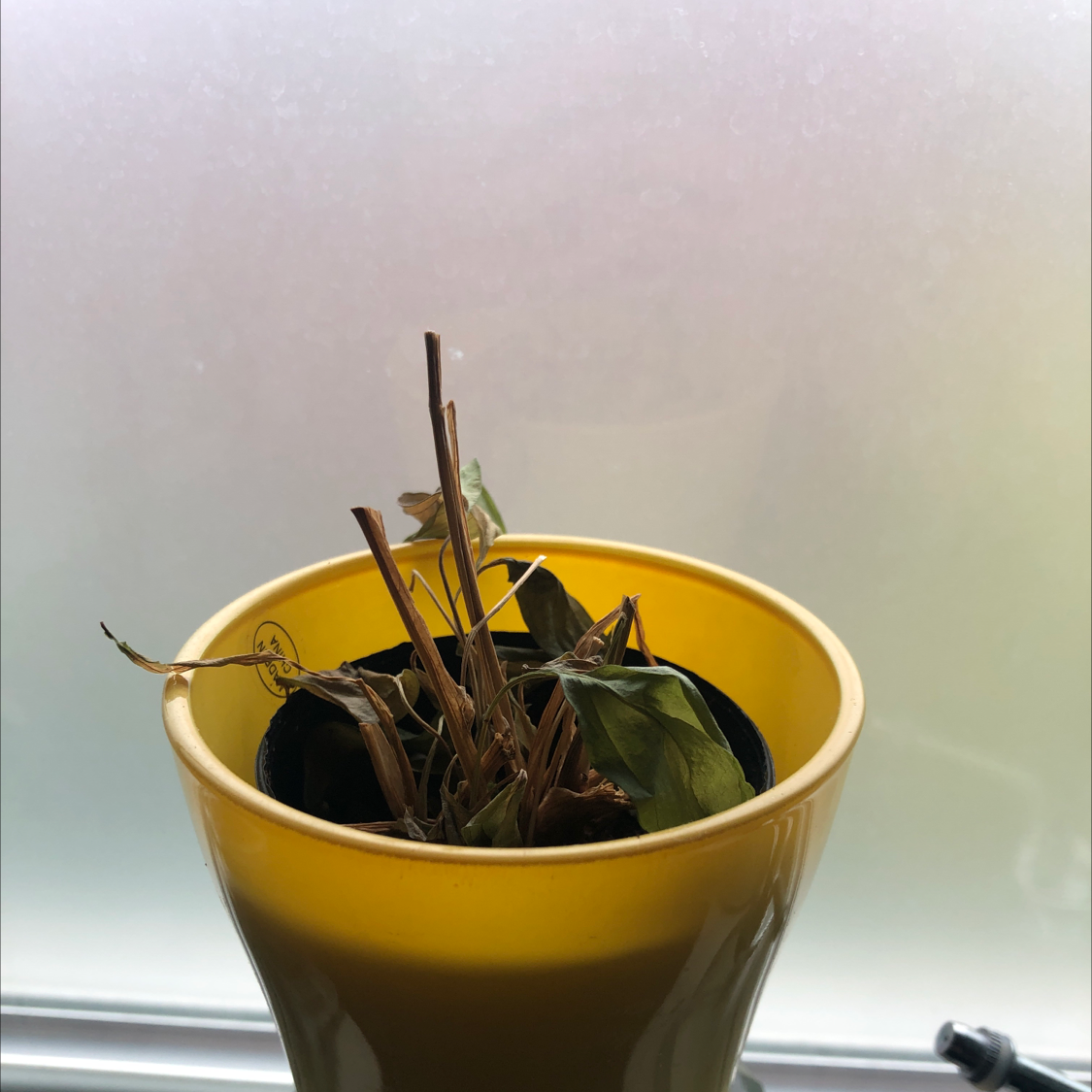 Domino Peace Lily in a yellow pot with dried and wilted leaves and stems.