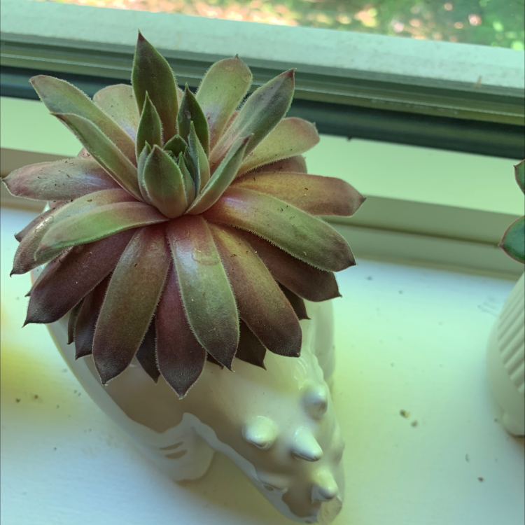 Painted Echeveria plant on a windowsill in a white pot, appears healthy.