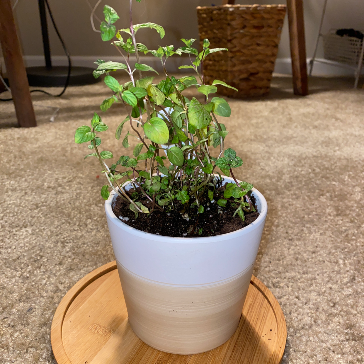 Why Are There Brown Spots on My Peppermint?