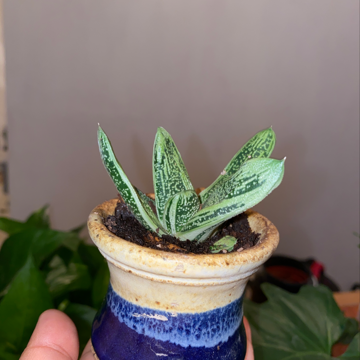 Healthy Gasteria Ox Tongue succulent plant with spotted green leaves growing in a blue and white ceramic pot, well-framed photo.
