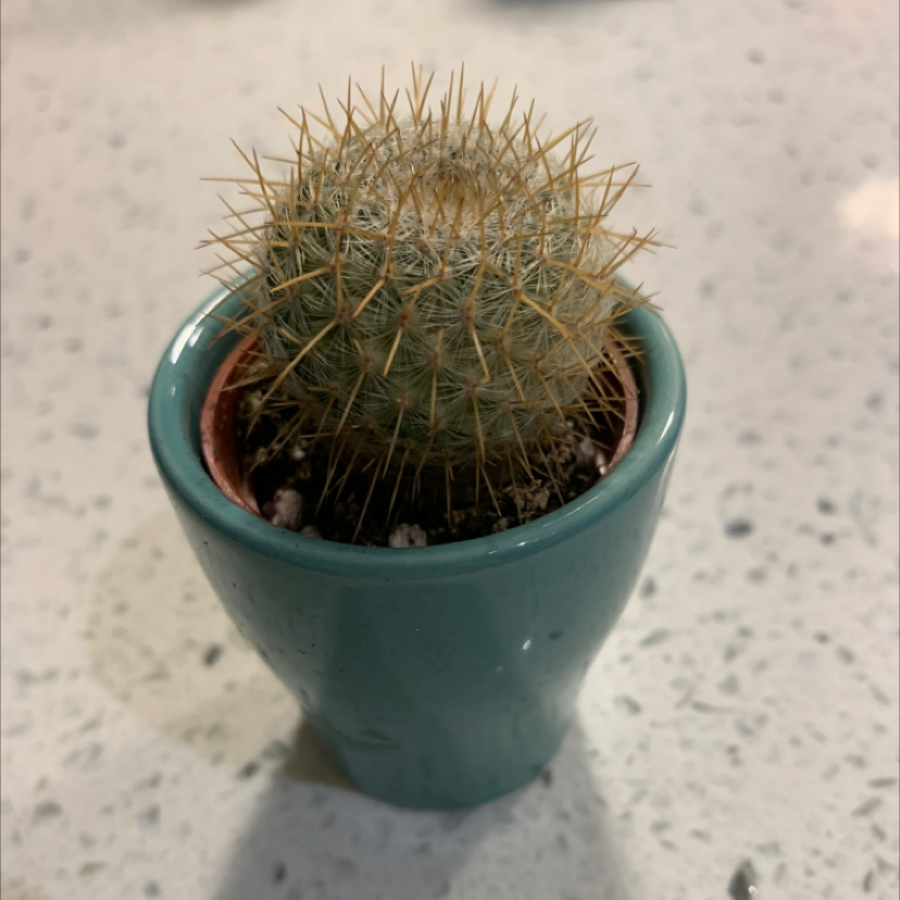 Twin Spined Cactus in a small pot, healthy and well-framed.
