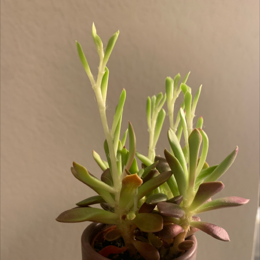 Purple Ice Plant with some browning leaves, potted indoors.