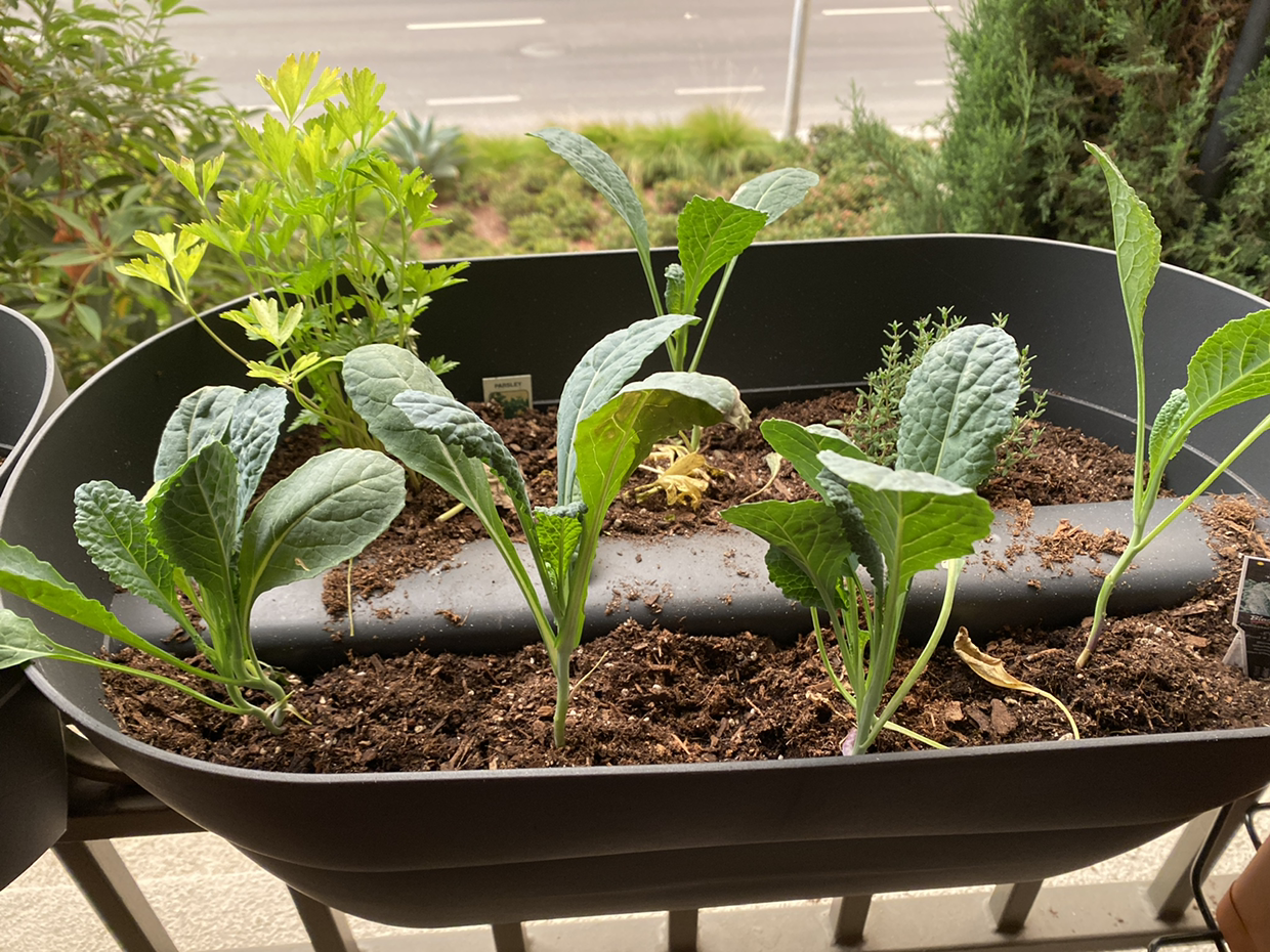 Healthy young wild cabbage plants with bright green crinkled leaves growing in soil in a black plastic container.