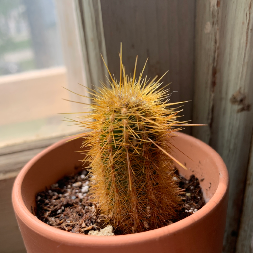Golden Snakecactus in a terracotta pot near a window with visible soil.
