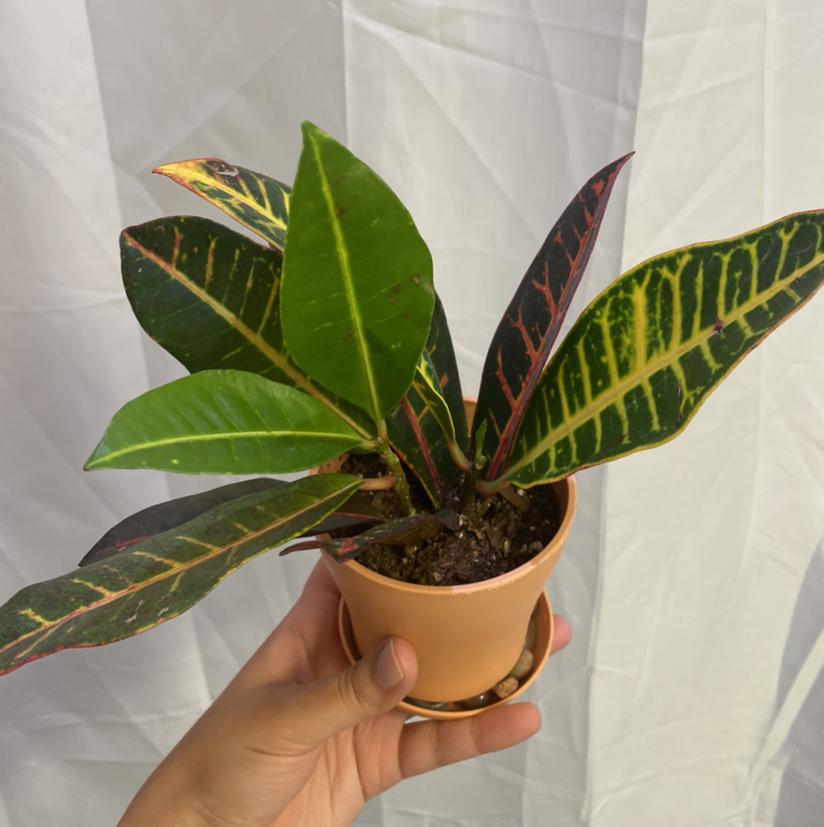 Croton 'Petra' plant photo by @KaylaDawn named Petra on Greg, the plant care app.