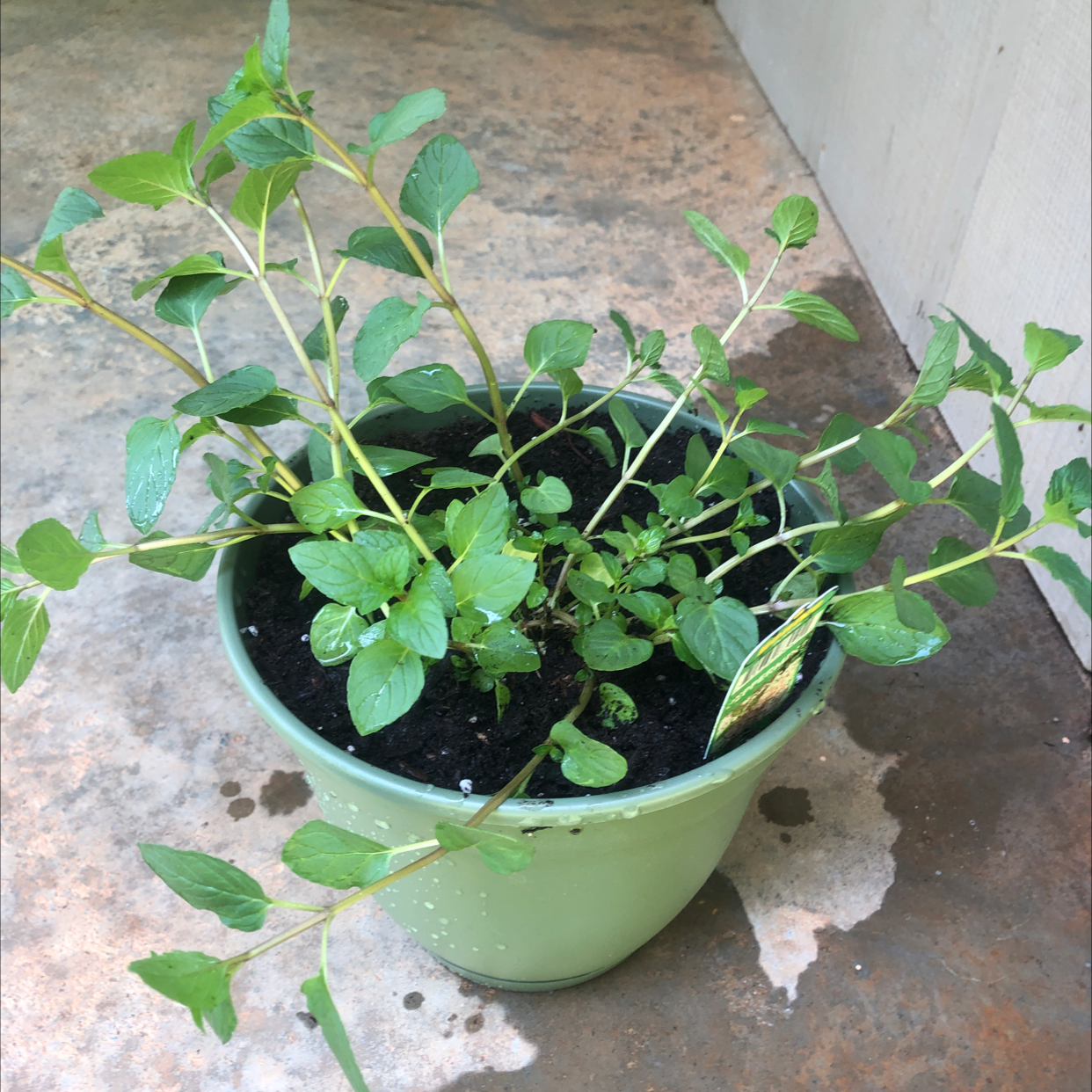 Peppermint plant in a green pot with healthy green leaves and visible soil.