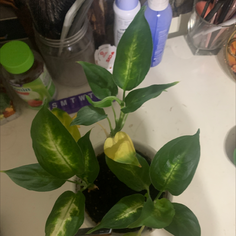 Chinese Evergreen plant photo by @thatgeminibitch named Cutie on Greg, the plant care app.