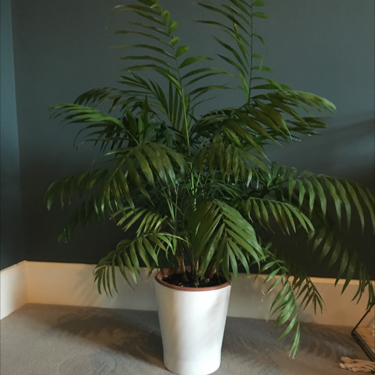Parlour Palm plant photo by @orla.greg.yeet named Benedict Cumberbranch on Greg, the plant care app.