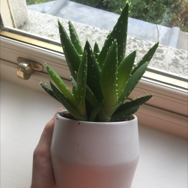 Photo of the plant species Aloe 'Crosby's Prolific' by @orla.greg.yeet named Nebula on Greg, the plant care app