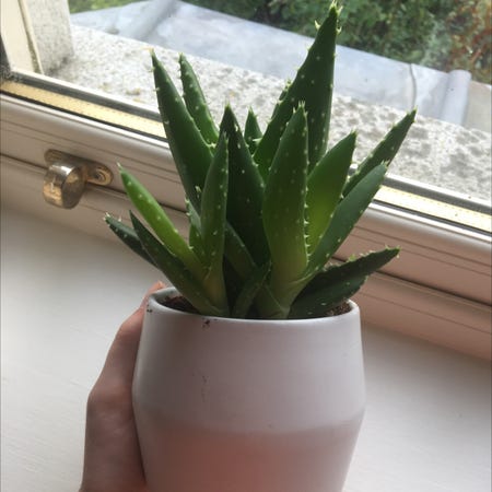 Photo of the plant species Aloe 'Crosby's Prolific' by Orla.greg.yeet named Nebula on Greg, the plant care app