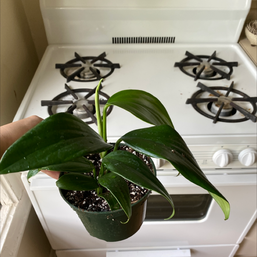 Photo of the plant species Rhaphidophora decursiva by @alicee named Delilah on Greg, the plant care app